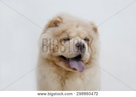 Cute Chow Chow Puppy With Lolling Tongue. Isolated On A White Background. Pet Animals.