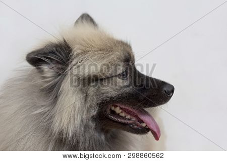 Deutscher Wolfspitz Is Standing With Lolling Tongue. Keeshond Or German Spitz. Pet Animals.