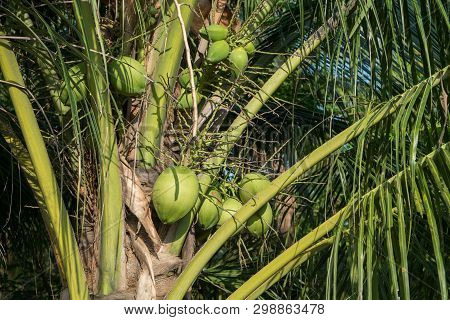Organic Coconut Trees In A Farm With A Bunch Of Raw Green Coconut Fruits. Bang Krachao, Samut Prakan