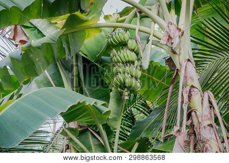 Organic Banana Trees In An Orchard With A Bunch Of Raw Green Fruits Hanging From The Plant. Bang Kra