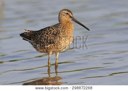 A Short-billed Dowitcher, Limnodromus Griseus In A Calm Shallow Bay In Florida