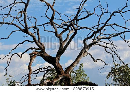 A Craggy Tree Shows Against The Blue Sky.