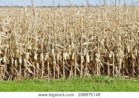 Ready To Harvest Corn Field