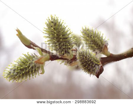 Salix Alba. Salix Acutifolia. Photo Of Inflorescence Of Willow In A Cloudy Spring Day. Can Be Used F