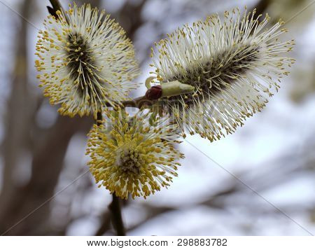 Salix Alba. Salix Acutifolia. Photo Of Inflorescence Of Willow In A Cloudy Spring Day. Can Be Used F