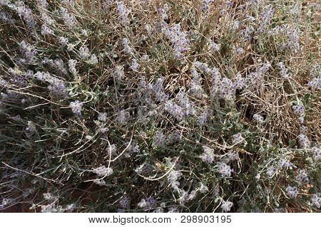 Salvia Deserti Also Known As Desert Sage