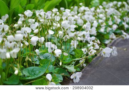 A Lot Of White Flowers Violets Gloriole In The Spring In The Garden Next To The Path