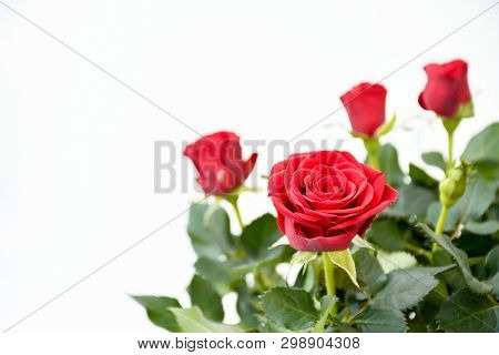 Close Up Beautifu Red Rose Flower Blooming With Green Leaves And Branch. On White Background Isolate