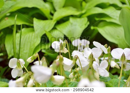 A Lot Of White Flowers Of Violets Gloriole In The Spring In The Garden Next To The Flower Of Hosta