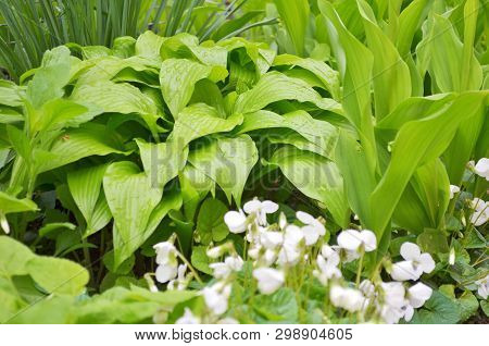 A Lot Of White Flowers Of Violets Gloriole In The Spring In The Garden Next To A Flower Of The Hosta