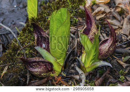 Eastern Skunk Cabbage ,symplocarpus Foetidus,native Plant Of Eastern North America.used  As A Medici