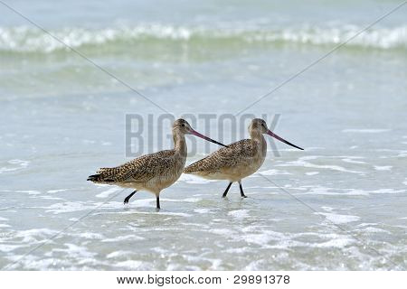 Maçarico em mármore (Limosa fedoa)
