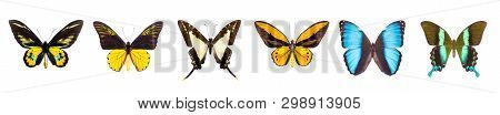 Set Of Beautiful And Colorful Butterflies Isolated On White.