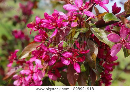Malus Royalty Apple Tree. Deep Red Foliage On Malus Royalty Tree Branches