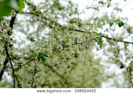 Beautiful white flowers on trees in spring and green leaves