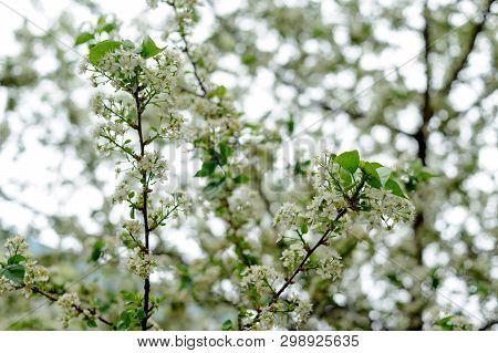 Beautiful white flowers on trees in spring and green leaves