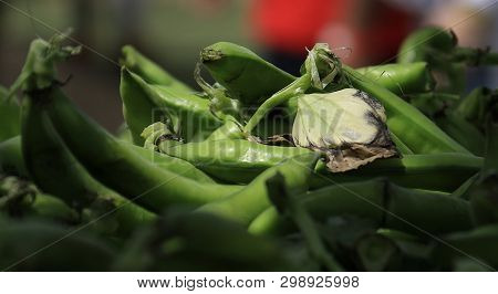 A Heap Of Fresh Green Fava Bean Pods In The Market In Lebanon.