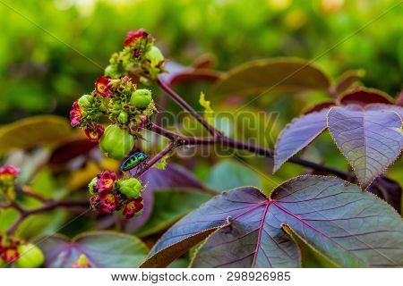 A Smal One Colorful Bright Bug Sits On A Stalk Of A Tropical Flower Near A Bud On A Sunny Day