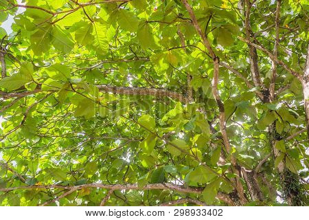 Fully Terminalia Catappa Green Leaves Nature Background