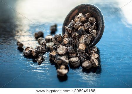 Popular Indian & Asian Ayurvedic Organic Herb Musli Or Chlorophytum Borivilianum Or Curculigo Orchio