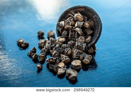 Popular Indian & Asian Ayurvedic Organic Herb Musli Or Chlorophytum Borivilianum Or Curculigo Orchio