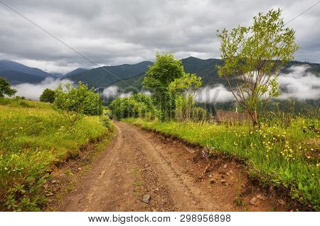 Forest Road Through A Pine Forest And Flowering Meadows