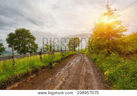 Forest Road Through A Pine Forest And Flowering Meadows