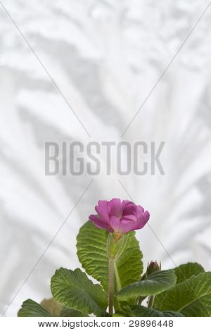 핑크 앵 초
