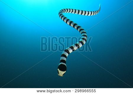 Banded Sea Krait (Snake)	underwater 