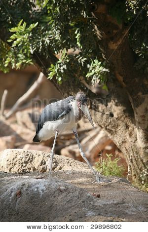 Marabu แอฟริกาใน biopark วาเลนเซีย