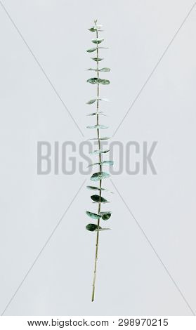 Silver dollar eucalyptus on white background