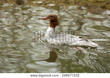 The Common Merganser (mergus Merganser) Male Duck Swimming On The Lake, Clear  Background, Scene Fro