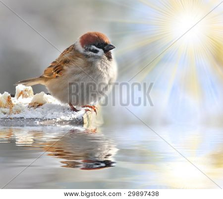 정원 연못을 통해 전체 새 테이블에 지방 집 참새 (통행 인 domesticus).