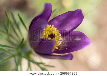 Pasque Flower, Wind Flower, Prairie Crocus, Easter Flower, Or Meadow Anemone.