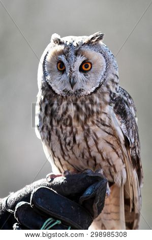 The Long-eared Owl, Asio Otus, Also Known As The Northern Long-eared Owl, Is A Species Of Owl Which 
