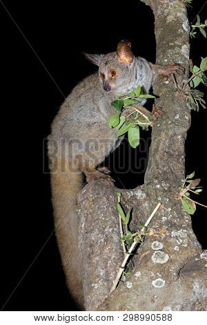 Nocturnal greater galago or bushbaby (Otolemur crassicaudatus) in a tree, South Africa