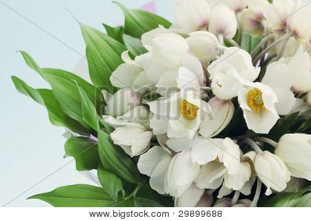 Kimppu Hellebore