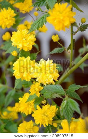 The Kerriya Japanese Terry Blossoms (kerria Japonica Dc.)