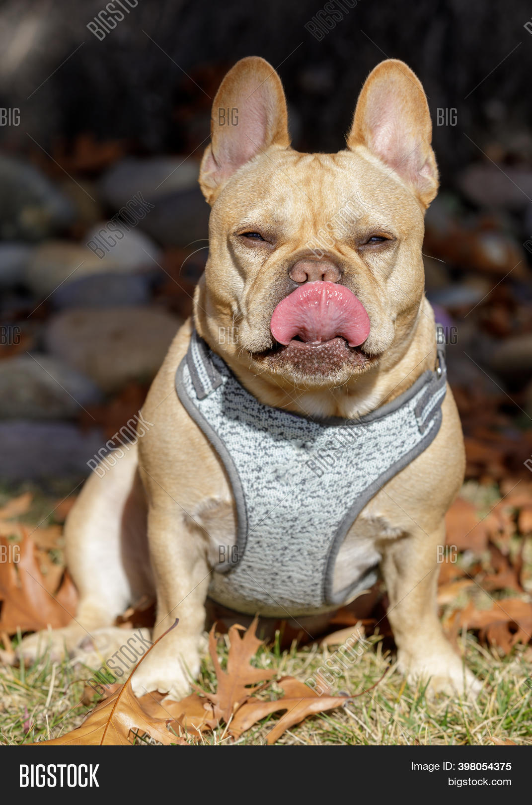 Are French Bulldogs Good Off Leash
