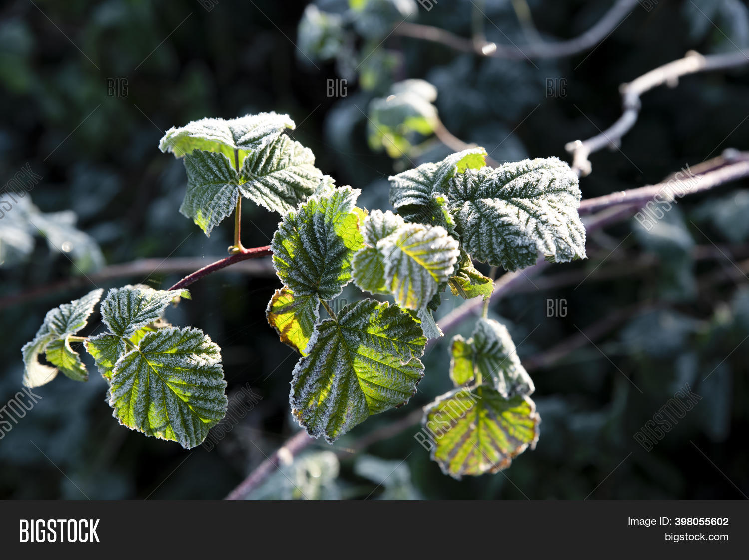 Frost On Raspberry Image & Photo (Free Trial) Bigstock