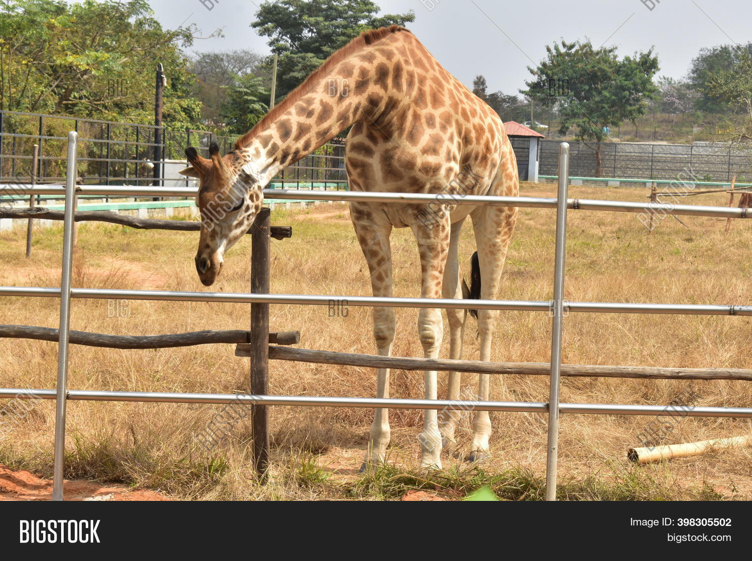Giraffe Standing Image & Photo (Free Trial) Bigstock