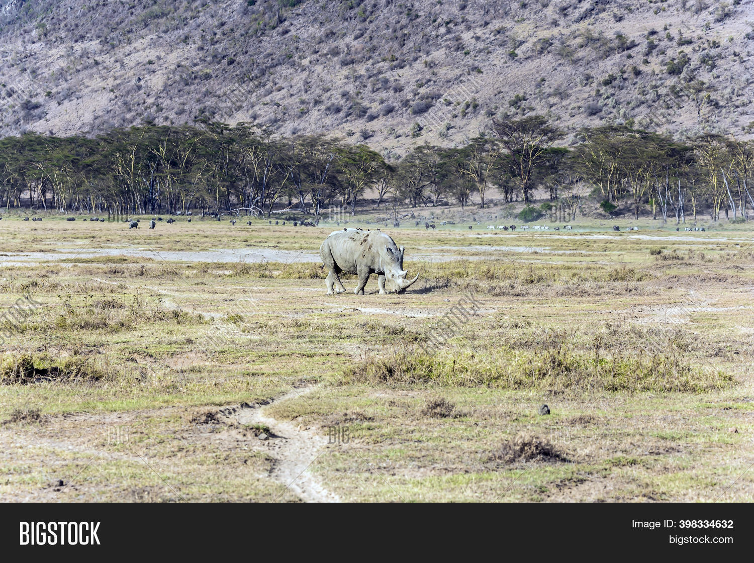 Lonely Rhino Grazing Image & Photo (Free Trial) | Bigstock