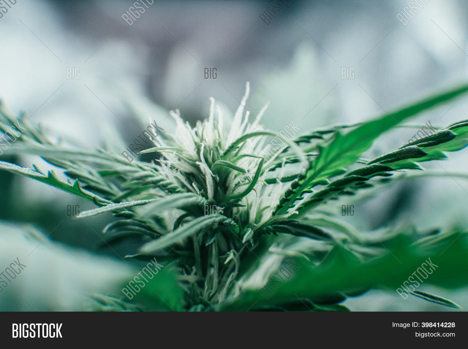 Green Sativa Image & Photo (Free Trial) Bigstock