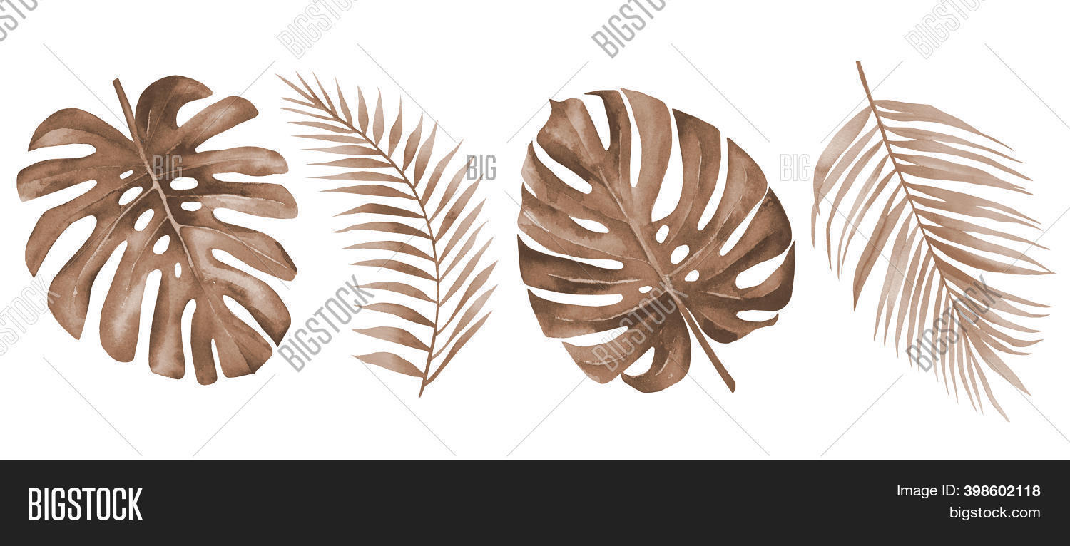 Dry Palm Leaves. Dried Image & Photo (Free Trial) Bigstock
