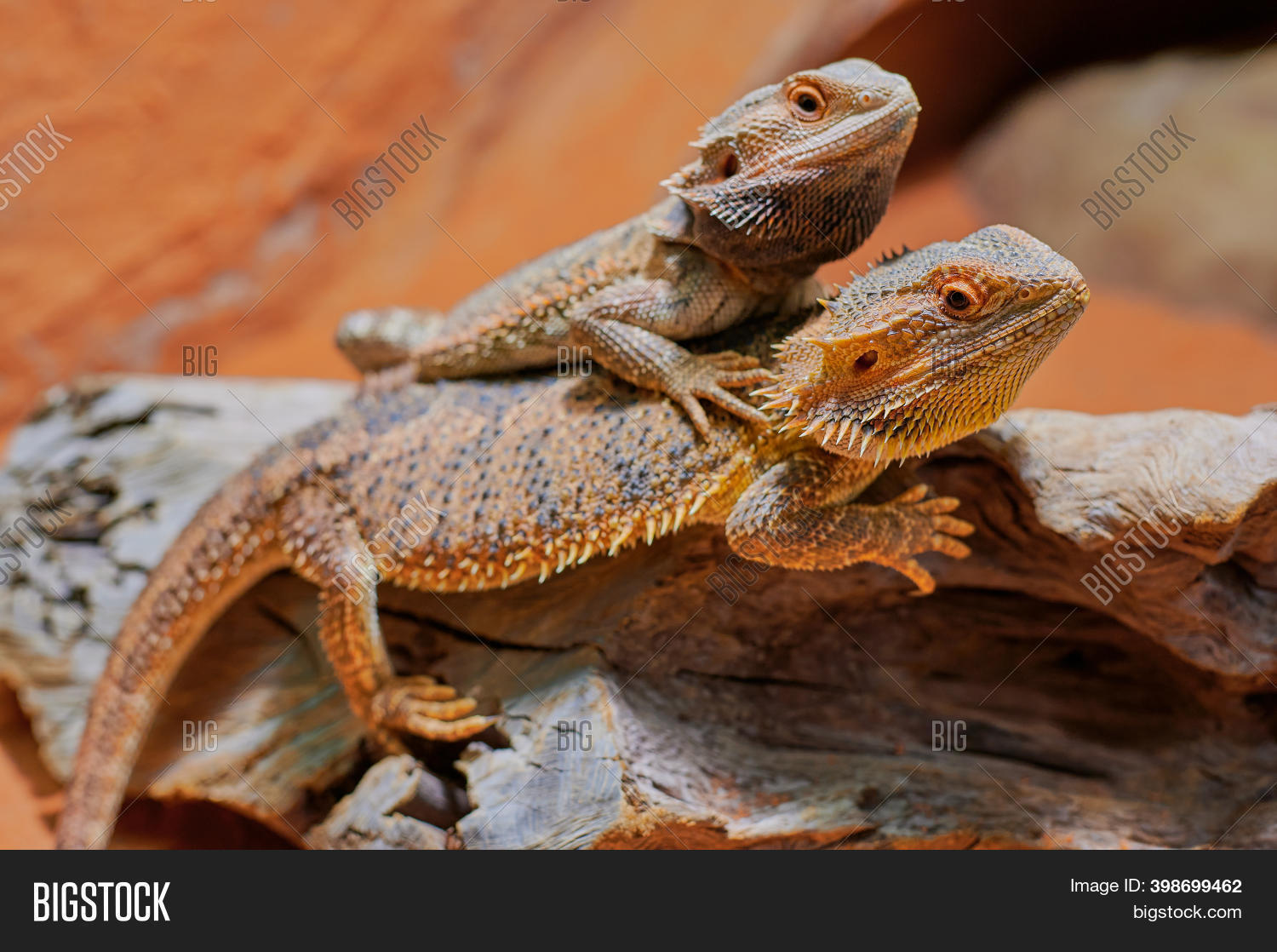 Two Bearded Dragons Image & Photo (Free Trial) Bigstock