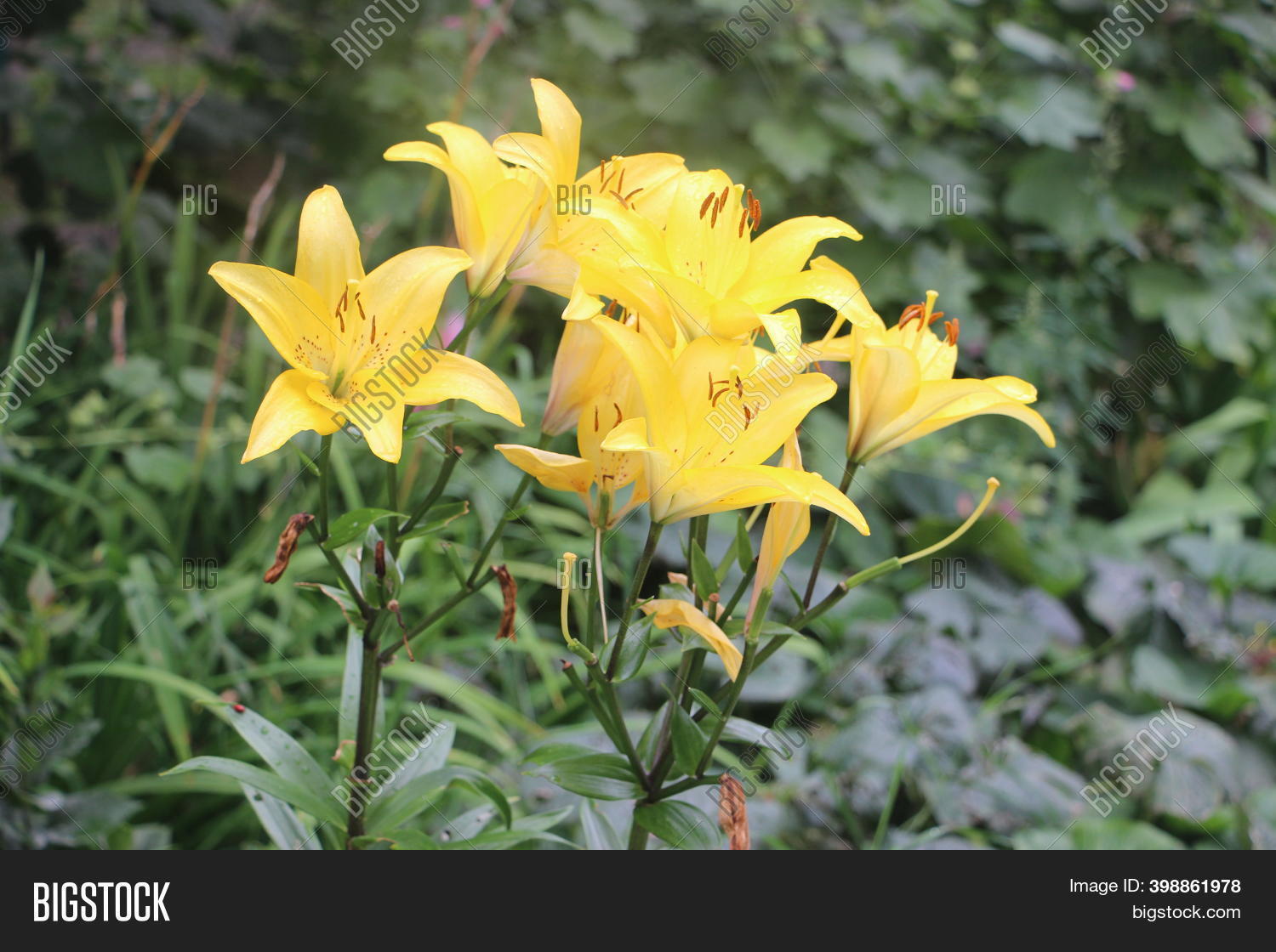 Yellow Lilies Bloom Image & Photo (Free Trial) Bigstock