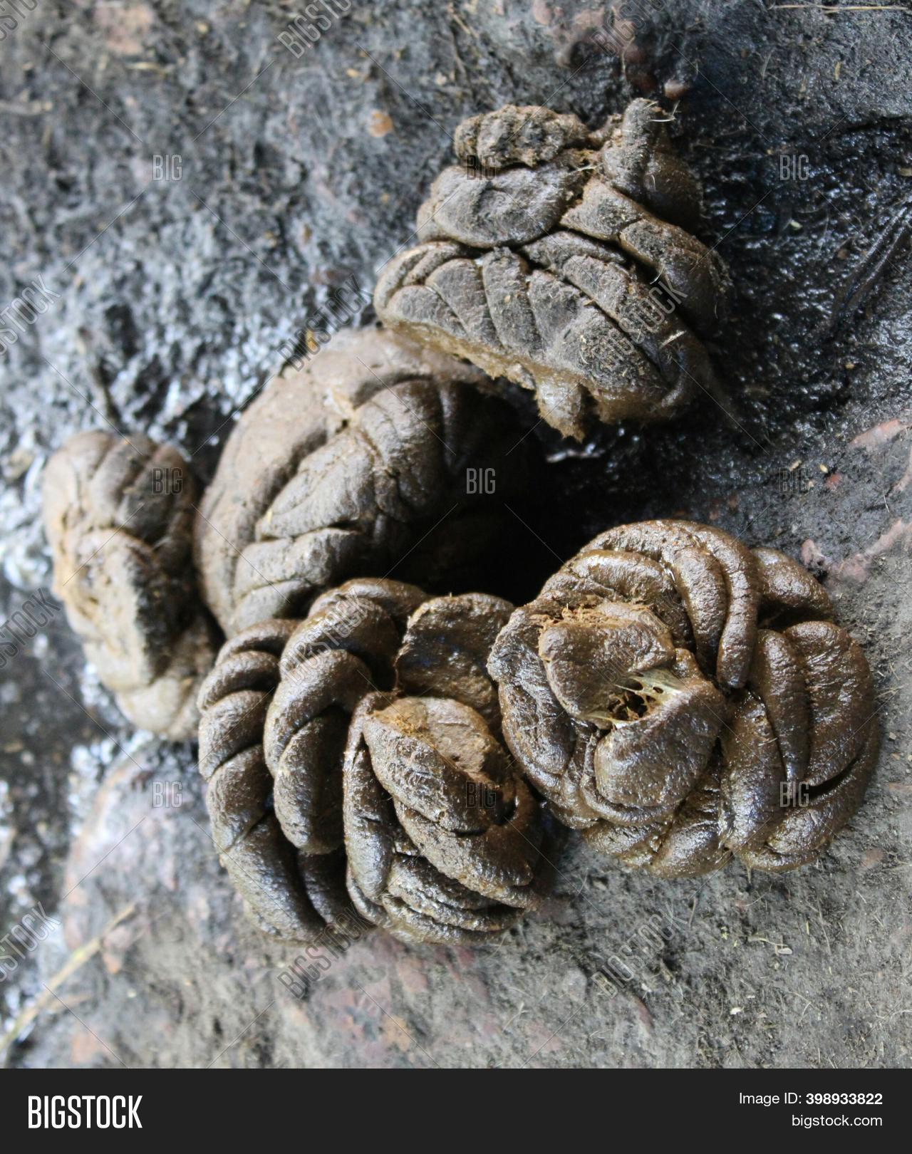 Cow Dung (gobar) Cow Image & Photo (Free Trial) | Bigstock