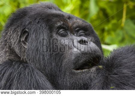 Relaxing Guhonda Silverback Gorilla Full Size Portrait