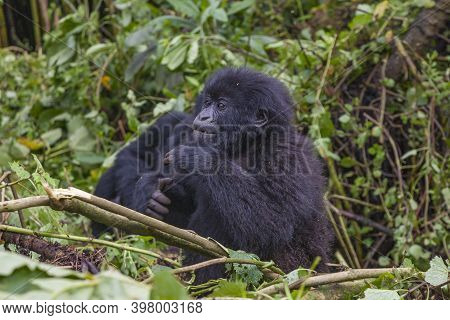 Junior Silverback Gorilla Portrait From Virunga Mountains