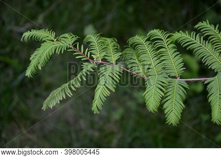 The Canadian Hemlock, Sometimes Also Called The Canadian Tsuga, Is A Coniferous Tree Of The Pine Fam